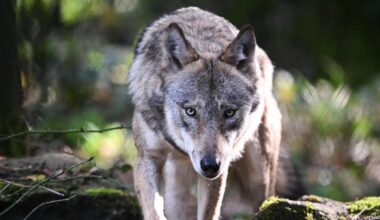 Abschuss von Wölfen: Bundesregierung schafft Grundlage für erleichterten Wolfsabschuss