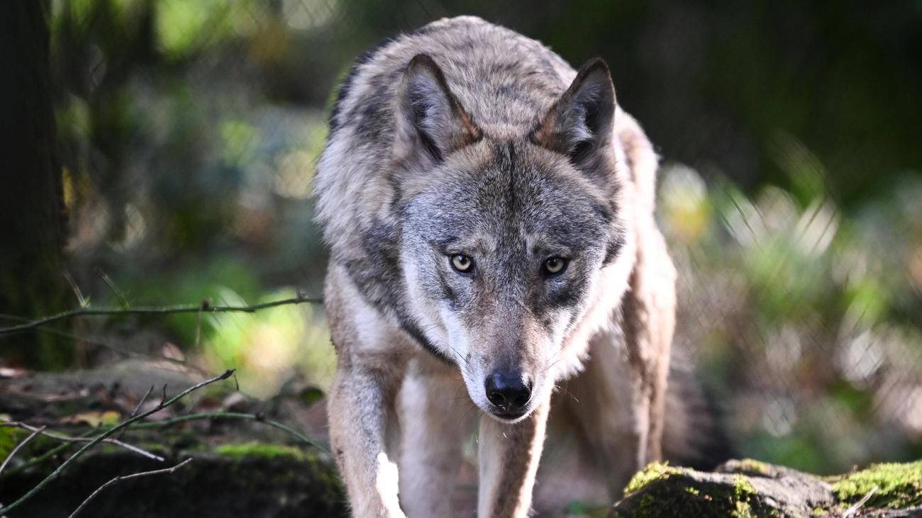 Abschuss von Wölfen: Bundesregierung schafft Grundlage für erleichterten Wolfsabschuss