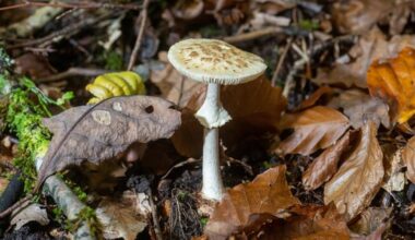 Nordrhein-Westfalen: Mehrere Spielplätze in Münster wegen giftiger Pilze dicht