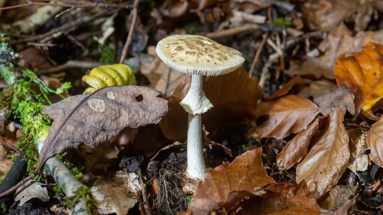 Nordrhein-Westfalen: Mehrere Spielplätze in Münster wegen giftiger Pilze dicht