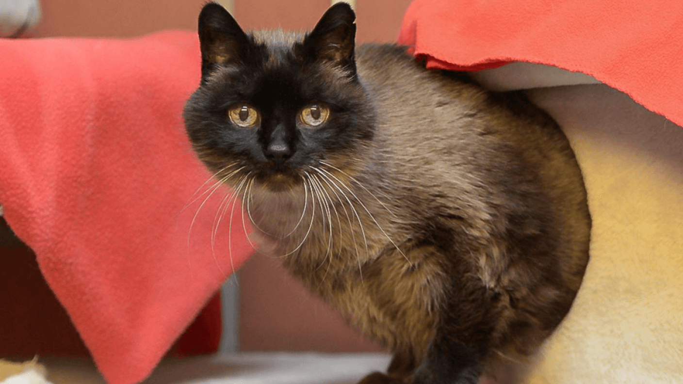 Kater Bailey aus dem Essener Tierheim sucht nach dem Tod seiner Besitzerin ein neues Heim. Wer möchte das scheue Tier bei sich aufnehmen?