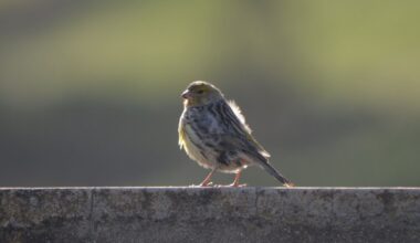 Weibliche Kanarienvögel können ein Leben lang singen