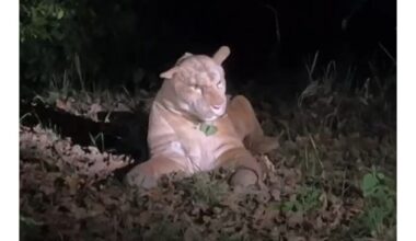 POL-F: 251021 - 1089 Frankfurt - Kalbach-Riedberg: Wildtiersichtung sorgt für ...