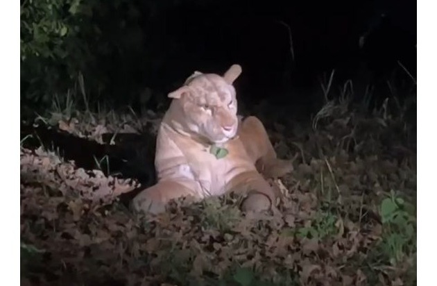 POL-F: 251021 - 1089 Frankfurt - Kalbach-Riedberg: Wildtiersichtung sorgt für ...