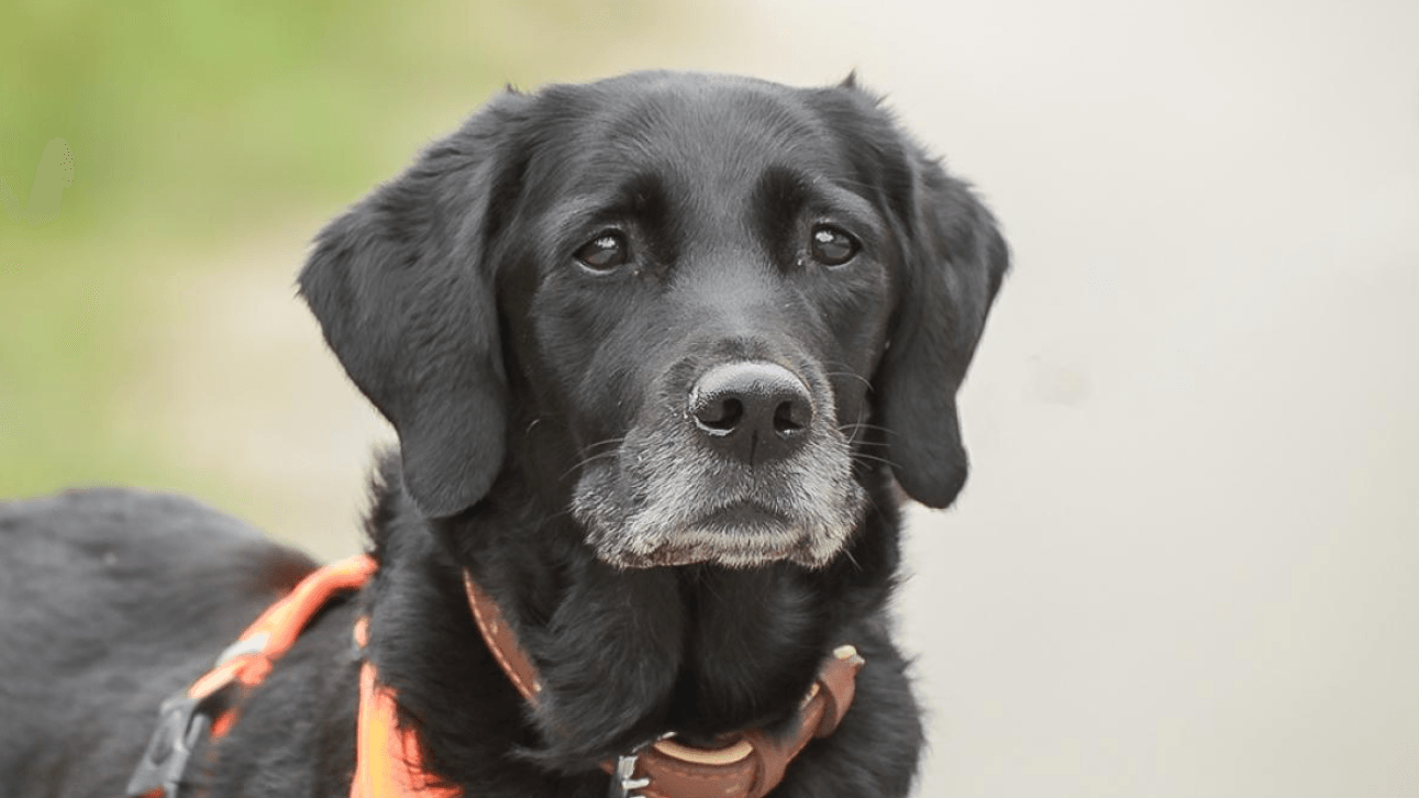 Hündin Blair (Archivbild): Im Tierheim Essen fühlt sie sich nicht wohl, weshalb die Pflegestelle ein neues Zuhause suchen. Wer nimmt den Labrador-Mix bei sich auf? Hündin Blair (Archivbild): Im Tierheim Essen fühlt sie sich nicht wohl, weshalb die Pflegestelle ein neues Zuhause suchen. Wer nimmt den Labrador-Mix bei sich auf?