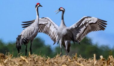 Archivbild: Zwei Kraniche (Grus grus) stehen auf einem abgeernteten Maisfeld. Die Zugvögel sammeln sich derzeit auf vielen abgeernteten Felder in Brandenburg für ihren Weiterflug in Richtung Süden zu den Überwinterungsgebieten. (Quelle: dpa/Pleul)