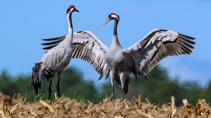 Archivbild: Zwei Kraniche (Grus grus) stehen auf einem abgeernteten Maisfeld. Die Zugvögel sammeln sich derzeit auf vielen abgeernteten Felder in Brandenburg für ihren Weiterflug in Richtung Süden zu den Überwinterungsgebieten. (Quelle: dpa/Pleul)
