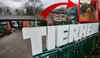 Katzen-Babys sterben im Tierheim Bochum - dramatischer Hilferuf