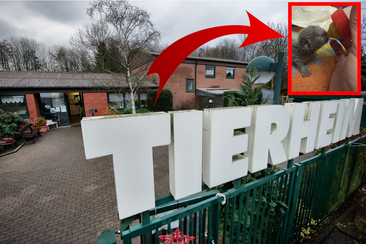 Katzen-Babys sterben im Tierheim Bochum - dramatischer Hilferuf