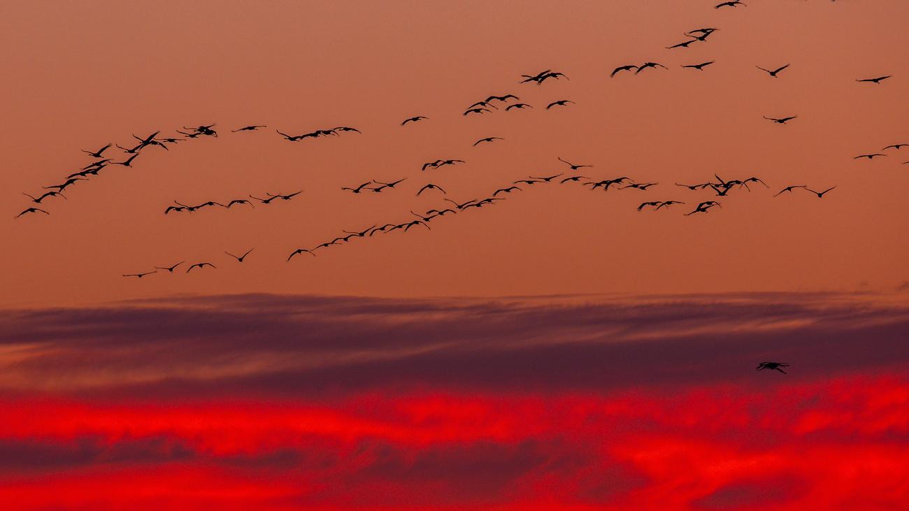 Ausbruch der Vogelgrippe: Hunderttausende Vögel in Deutschland durch Vogelgrippe gestorben