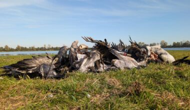 Tausende Kraniche verendet: Agrarminister beraten zur Vogelgrippe