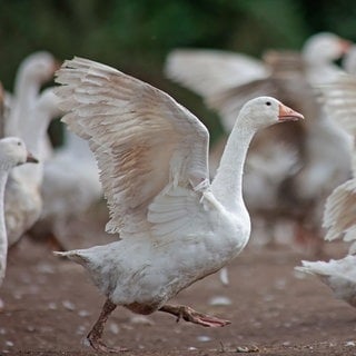 Gänse stehen auf einer Weide | Geflügelzüchter zur Vogelgrippe: "Wir hoffen, der Vogelzug ist bald vorbei!"