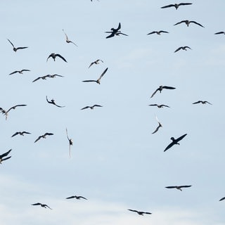 Vögel fliegen über dem Linumer Teichgebiet. Kraniche fliegen über ein Gewässer.