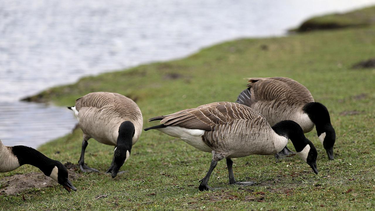 Nordrhein-Westfalen: Vogelgrippe in NRW: Fälle in Rees, Essen und Lippetal