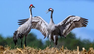 Tierseuche: Wie Berlin auf die Vogelgrippe-Welle reagiert