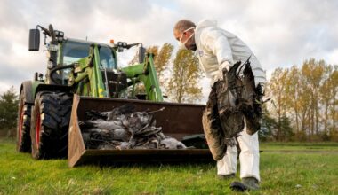 Vogelgrippe breitet sich in Brandenburg aus – Institut bestätigt Fälle in Berlin