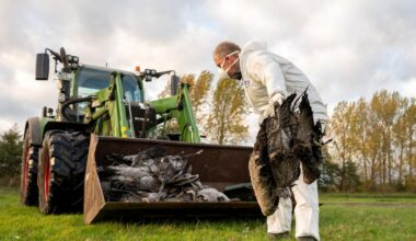 Vogelgrippe in Brandenburg: Geflügelpest breitet sich in Betrieben in Brandenburg aus