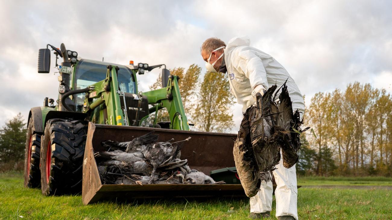 Vogelgrippe in Brandenburg: Geflügelpest breitet sich in Betrieben in Brandenburg aus