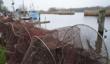 Ostseefischerei: Wissenschaftler fordert Fangstopp von Dorsch und Hering