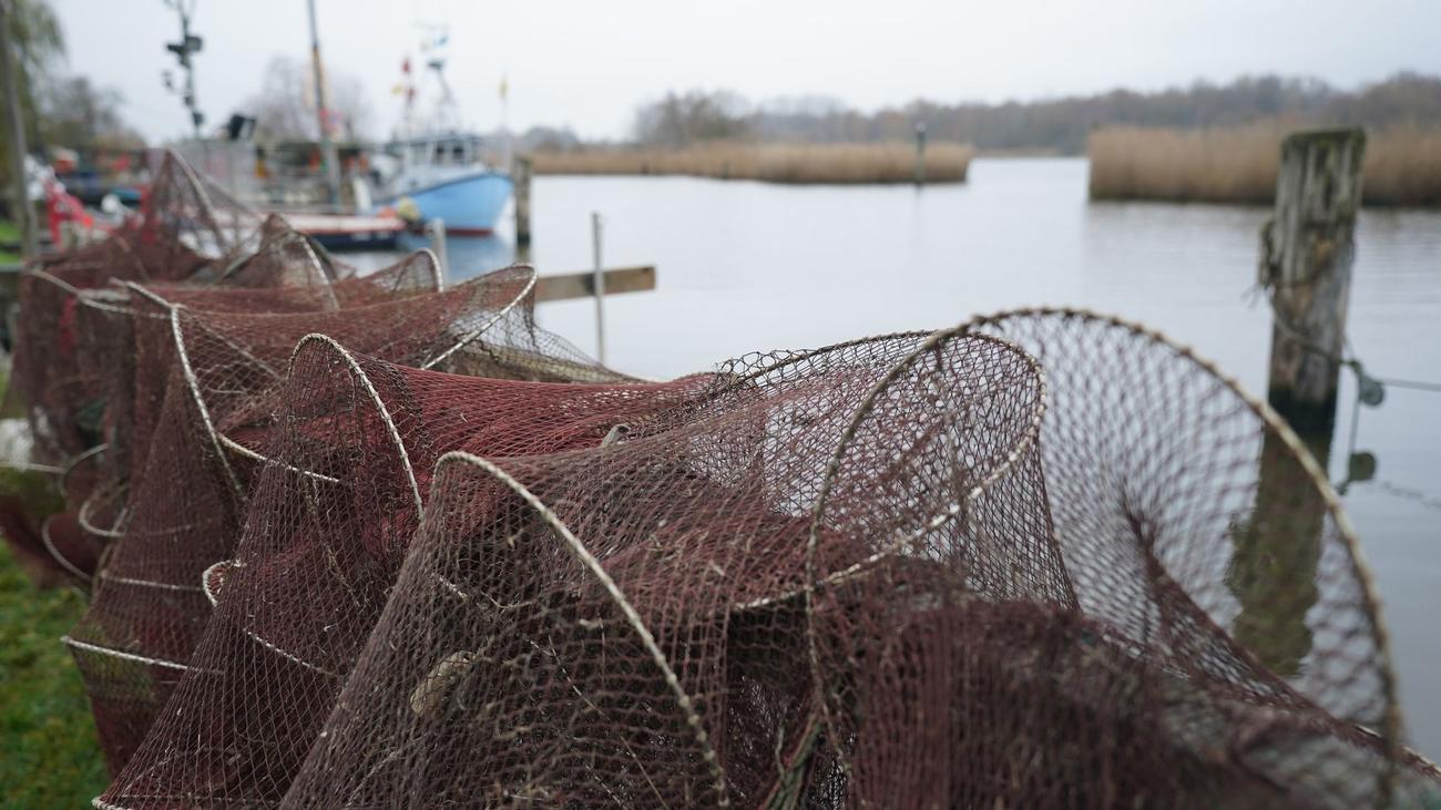 Ostseefischerei: Wissenschaftler fordert Fangstopp von Dorsch und Hering