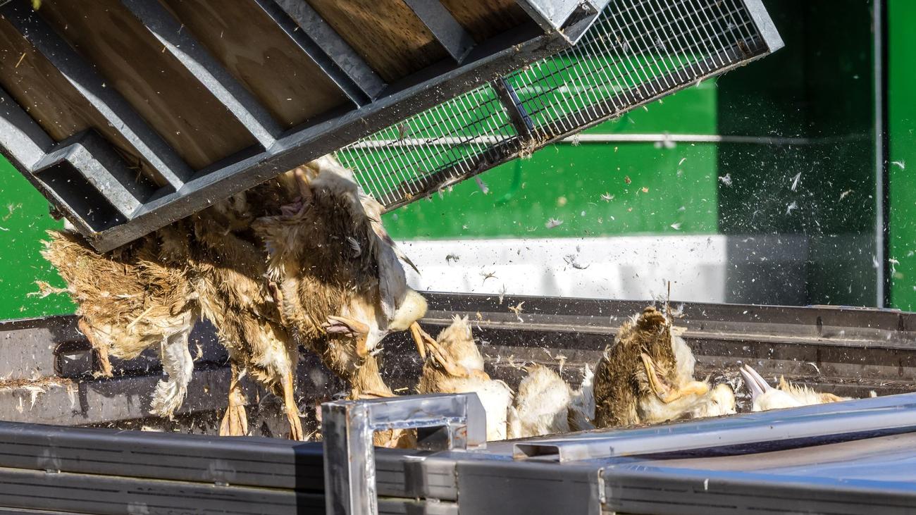 Vogelgrippe in Brandenburg: Geflügelpest zwingt zur Tötung von 130.000 Tieren