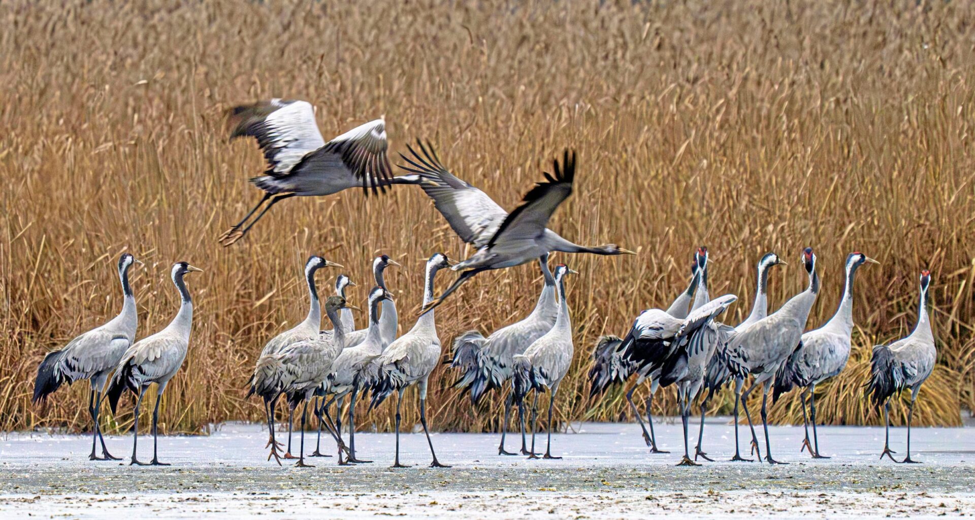 Geflügelpest – Vogelgrippe in Brandenburg: Kraniche stecken es weg