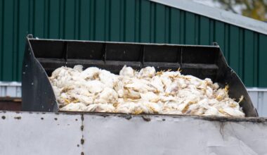 Geflügelpest in Brandenburg: Keine Entwarnung bei Vogelgrippe - steigende Zahlen erwartet