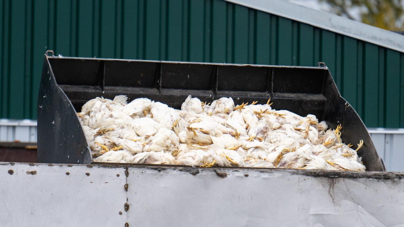 Geflügelpest in Brandenburg: Keine Entwarnung bei Vogelgrippe - steigende Zahlen erwartet