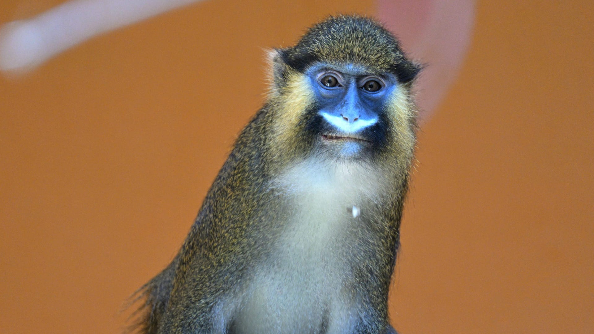 Drei kleine Blaumaulmeerkatzen sind ab sofort in München daheim: Der Zoo hofft auf baldigen Nachwuchs. Drei kleine Blaumaulmeerkatzen sind ab sofort in München daheim: Der Zoo hofft auf baldigen Nachwuchs.