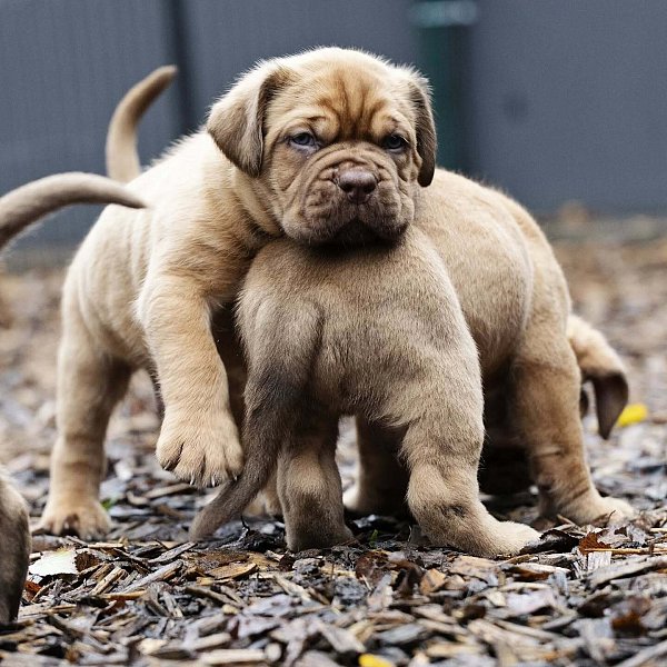 Die Interessenten müssen sich im Klaren darüber sein, dass diese Mischlinge (Bordeaudogge und Boxer) teuer werden können. - © Steffi Behrmann
