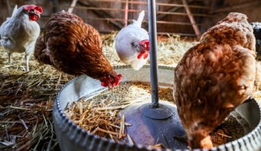 Vogelgrippe: Erste Bundesländer verhängen Stallpflicht