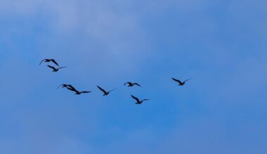Tierseuche: Zehn Fälle von Vogelgrippe in Berlin bestätigt