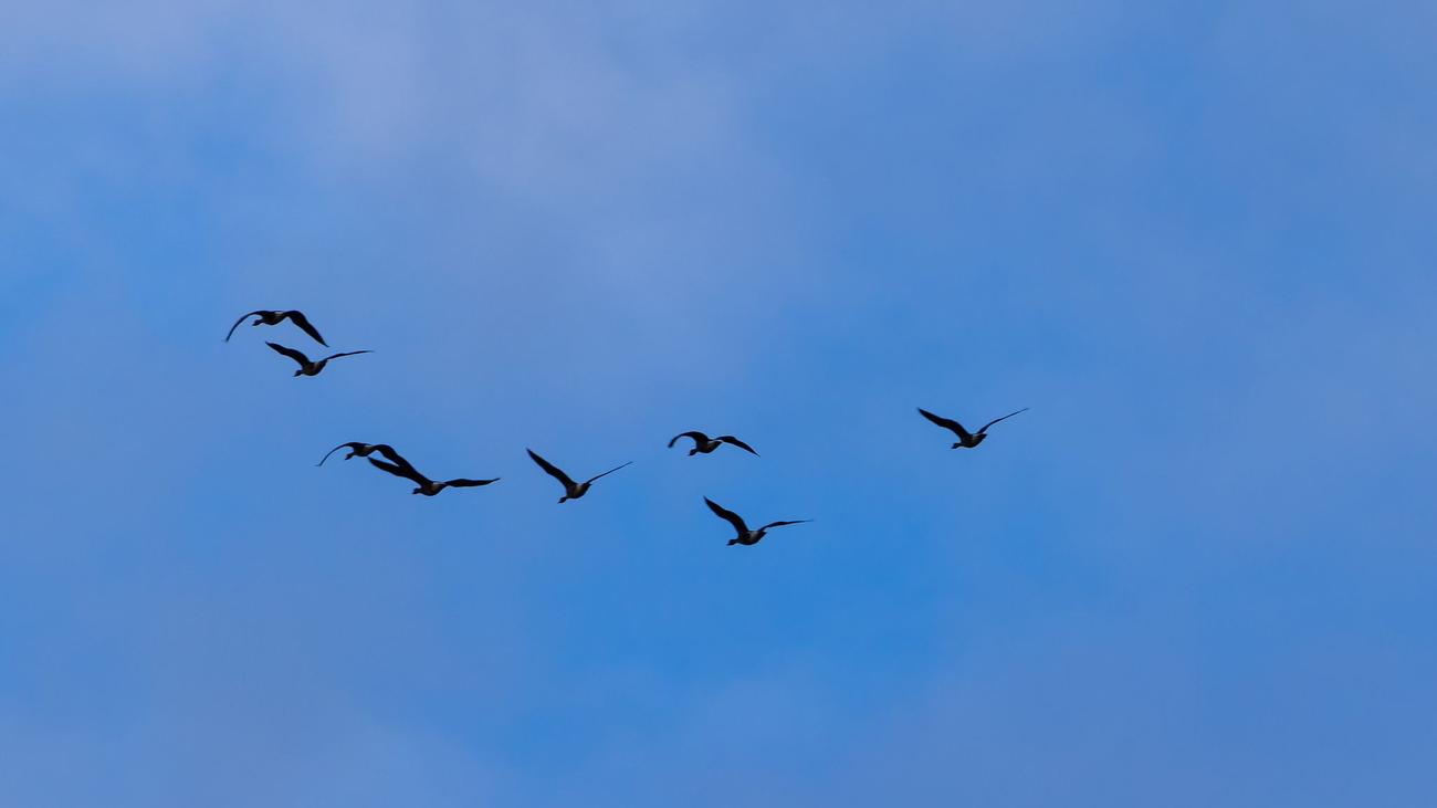 Tierseuche: Zehn Fälle von Vogelgrippe in Berlin bestätigt