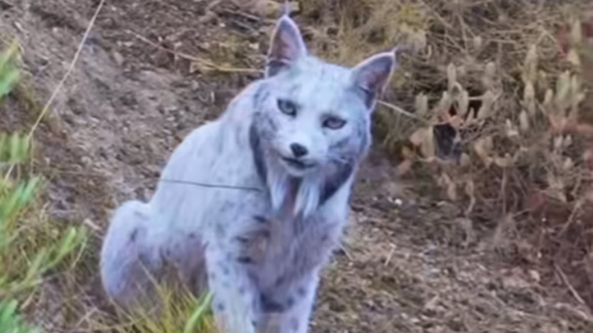 Amateurfotograf entdeckt weissen Luchs in Andalusien – Forscher rätseln über Fellfarbe
