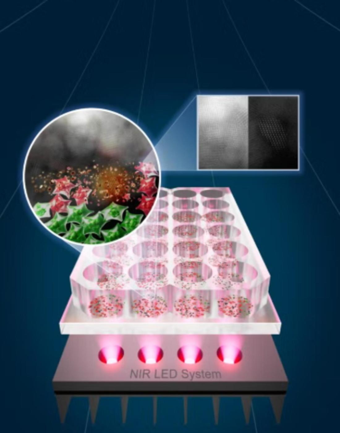 LED-Licht erhitzt Nano-Zinnpartikel, die Krebszellen gezielt zerstören - grün steht für lebende, rot für abgetötete Zellen