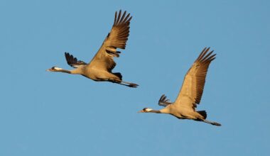 Baden-Württemberg: Vogelgrippe! Betrieb muss 15.000 Tiere töten | News