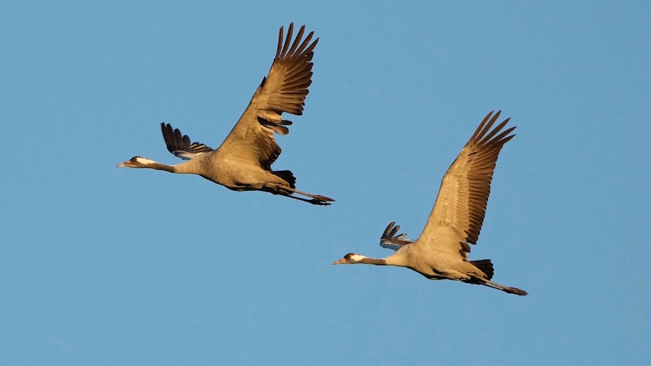 Baden-Württemberg: Vogelgrippe! Betrieb muss 15.000 Tiere töten | News