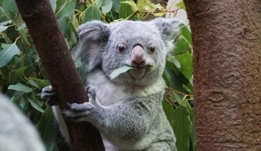 Koala im Zoo Duisburg - 2015: Die Koalas sind eine der großen Besonderheiten im Zoo Duisburg