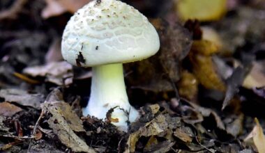 Pilze sammeln in Essen kann gefährlich werden
