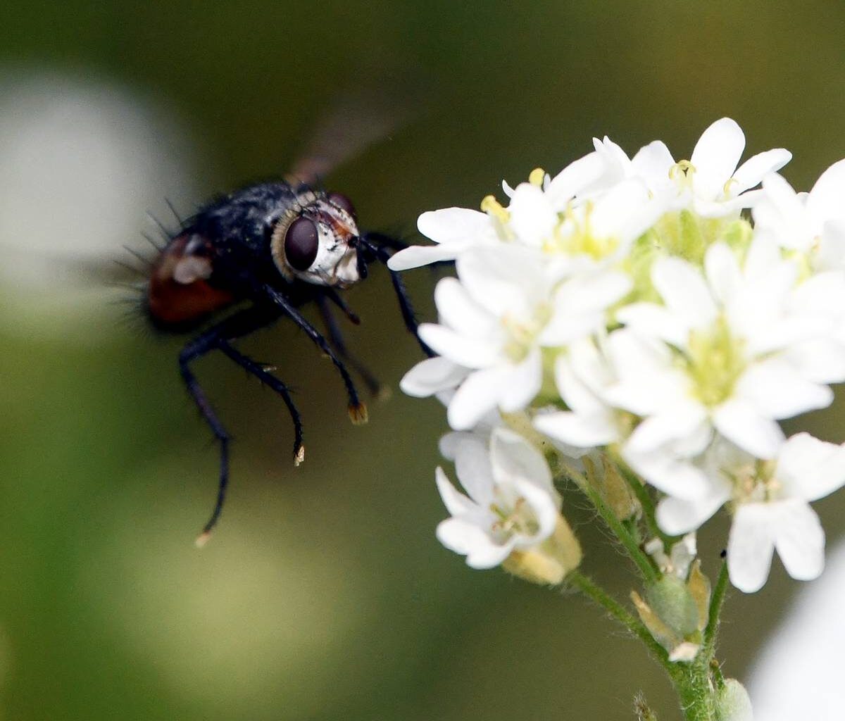 Schulkinder aus Bochum bauen Nisthilfen für Wildbienen