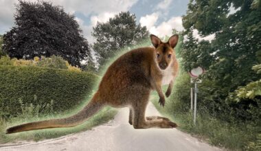 Wie kann ein Känguru am Berliner Stadtrand überleben?