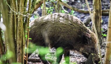 Wildschweine auf der A40 in Bochum
