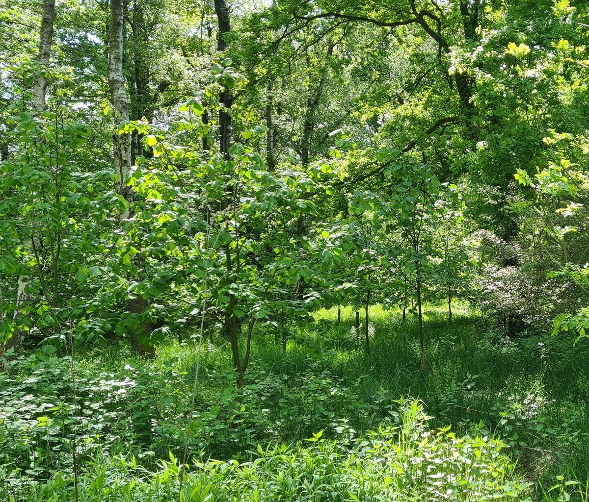 Gemeinsames Müll sammeln am Dönberg