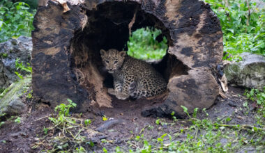 Süße Leopardin im Allwetterzoo Münster heißt Shirin