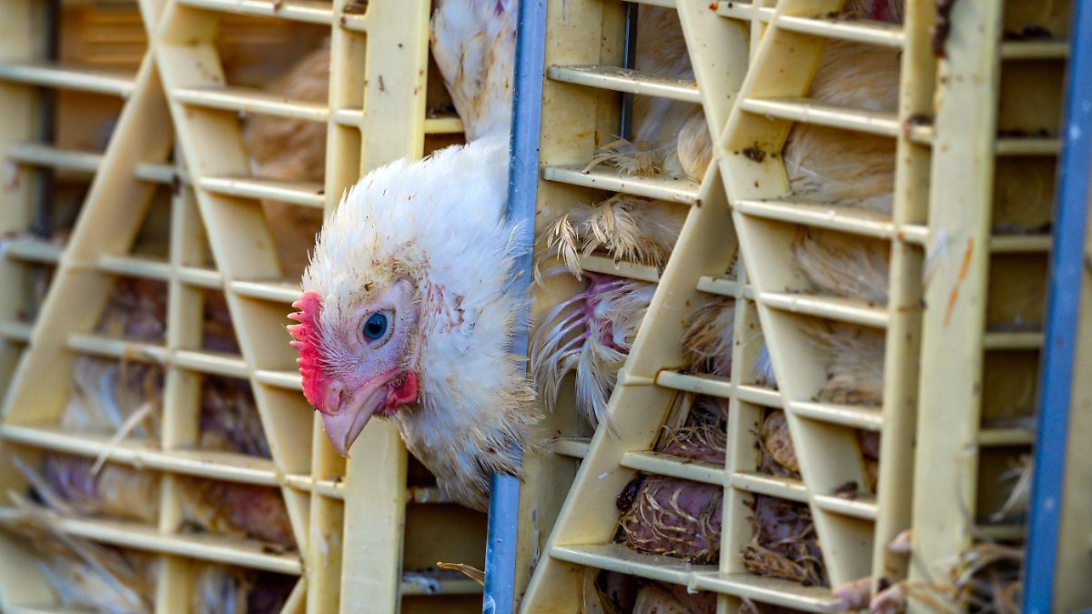 Der Tag: ANINOVA enthüllt: Millionen Hühner leiden für KFC in Brandenburg