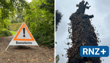 Schwetzingen: Wie der Klimawandel die Bäume im Schlossgarten bedroht (plus Video) - Mannheim und Metropolregion Rhein-Neckar - Nachrichten und Aktuelles