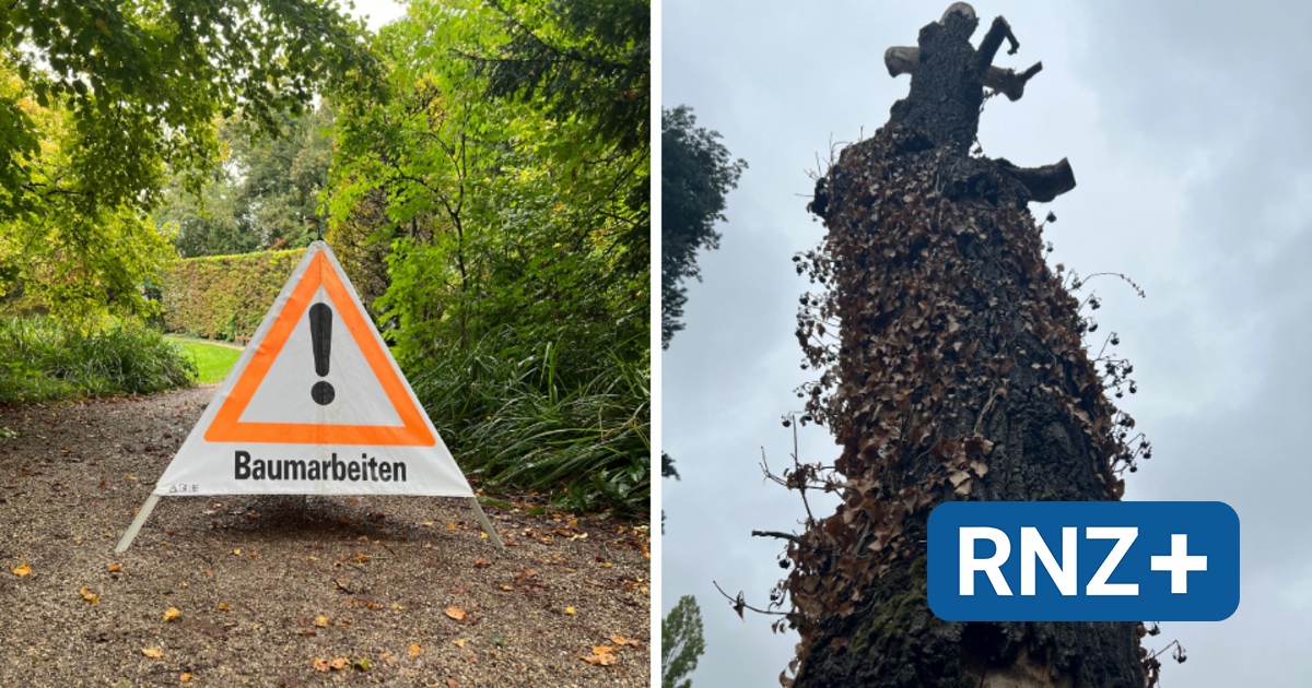 Schwetzingen: Wie der Klimawandel die Bäume im Schlossgarten bedroht (plus Video) - Mannheim und Metropolregion Rhein-Neckar - Nachrichten und Aktuelles