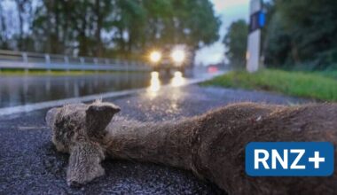 Achtung, Wildwechsel!: Autofahrer in der Region müssen in der Dämmerung gut aufpassen - Mannheim und Metropolregion Rhein-Neckar - Nachrichten und Aktuelles