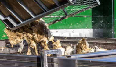 Vogelgrippe: Wie keult man Zehntausende Tiere? Expertin erklärt Vorgehen | News