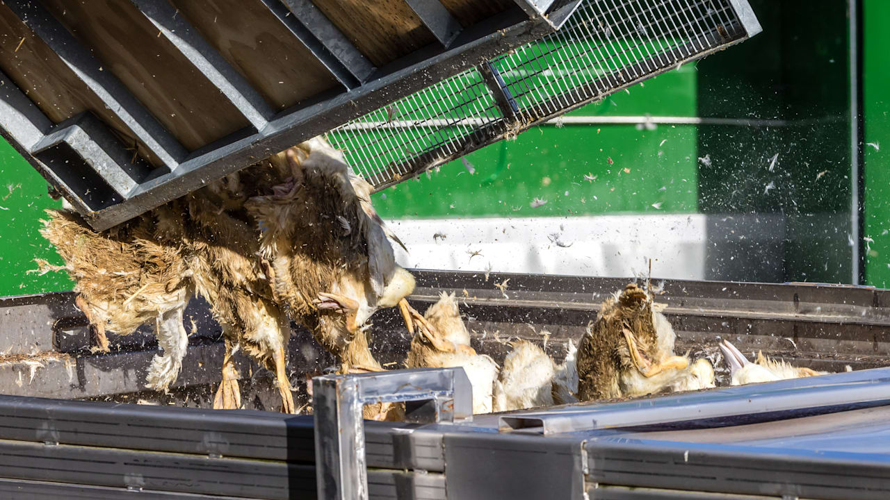 Vogelgrippe: Wie keult man Zehntausende Tiere? Expertin erklärt Vorgehen | News